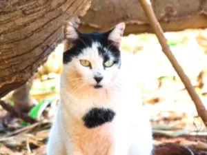 Gato raça SRD  idade 1 ano nome Bolinha 