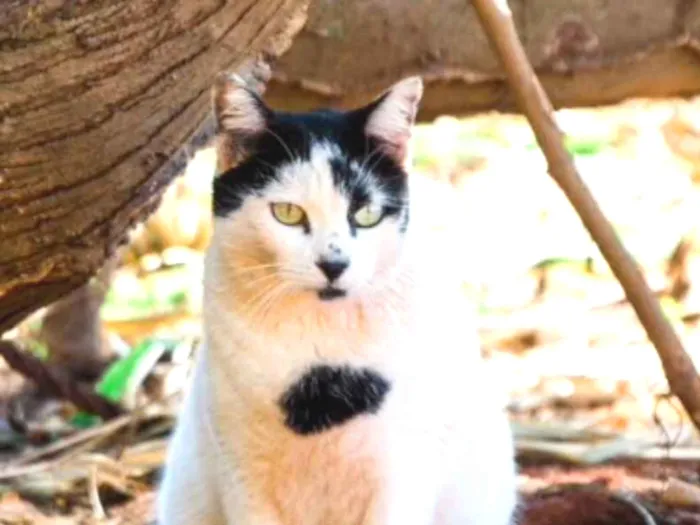 Gato ra a SRD  idade 1 ano nome Bolinha 