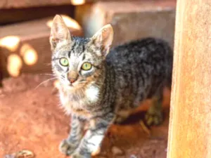 Gato raça SRD idade 2 a 6 meses nome Luca 