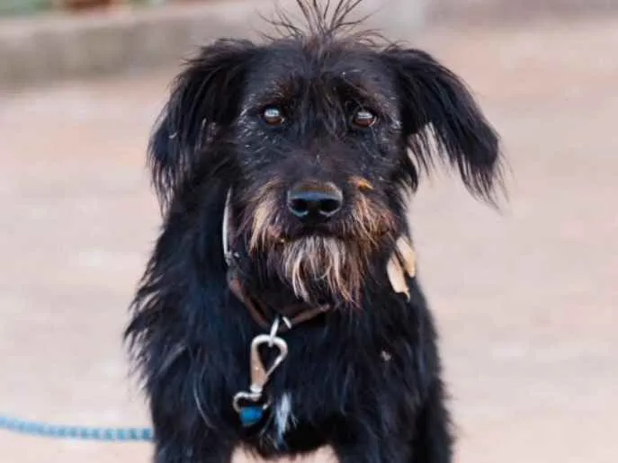 Cachorro ra a Mestiço  idade 7 a 11 meses nome Snoopy 