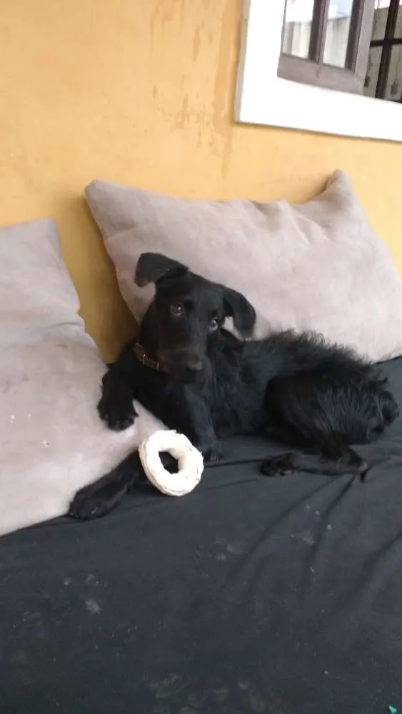 Cachorro raça SRD idade 7 a 11 meses nome Osvaldinho