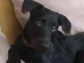 Cachorro raça SRD idade 7 a 11 meses nome Osvaldinho