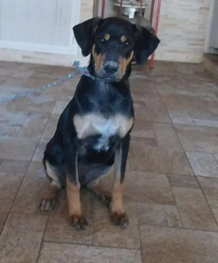 Cachorro ra a SRD idade 2 a 6 meses nome Hulk
