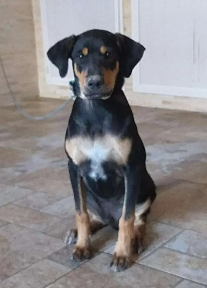 Cachorro ra a SRD idade 2 a 6 meses nome Hulk