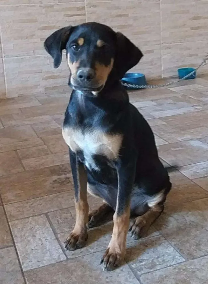 Cachorro ra a SRD idade 2 a 6 meses nome Hulk