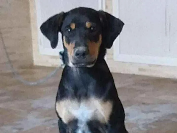 Cachorro ra a SRD idade 2 a 6 meses nome Hulk