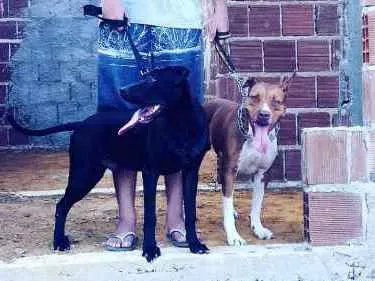 Cachorro ra a Pitbull idade 2 anos nome Neda e Nino