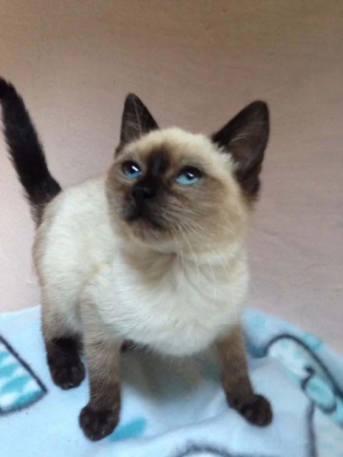 Gato raça Siames  idade Abaixo de 2 meses nome Peter