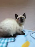 Gato raça Siames  idade Abaixo de 2 meses nome Peter
