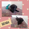 BRENDA