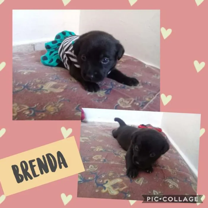 Cachorro ra a SRD idade Abaixo de 2 meses nome BRENDA