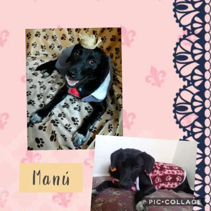 Cachorro ra a SRD idade  nome MANÚ
