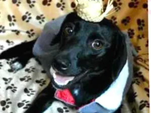 Cachorro raça SRD idade  nome MANÚ
