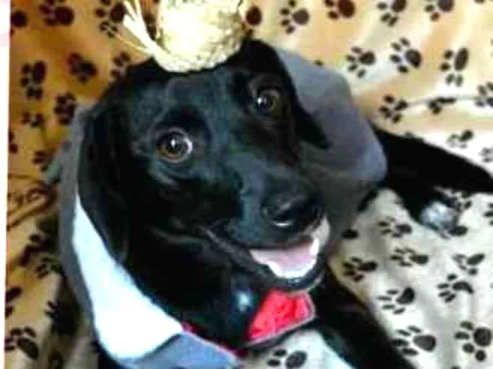 Cachorro ra a SRD idade  nome MANÚ