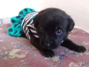 Cachorro raça SRD idade Abaixo de 2 meses nome BRENDA