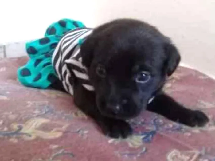 Cachorro ra a SRD idade Abaixo de 2 meses nome BRENDA