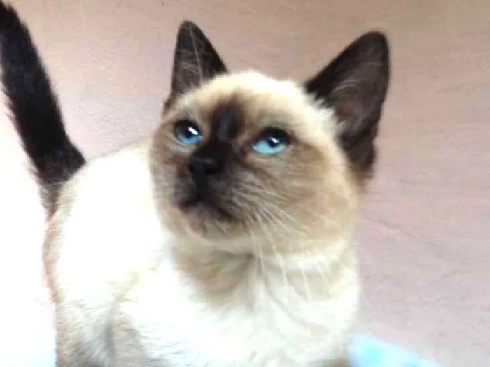 Gato raça Siames  idade Abaixo de 2 meses nome Peter