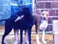 Neda e Nino