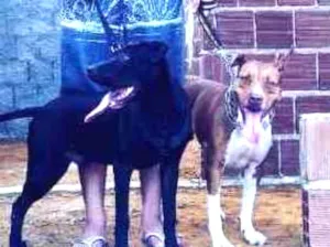 Cachorro raça Pitbull idade 2 anos nome Neda e Nino