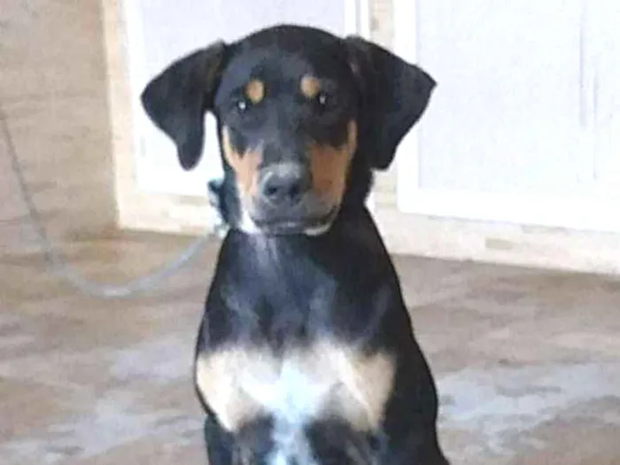 Cachorro ra a SRD idade 2 a 6 meses nome Hulk