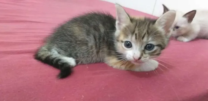 Gato raça Filhote  idade Abaixo de 2 meses nome Sem nome