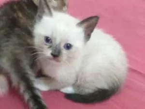 Gato raça Filhote  idade Abaixo de 2 meses nome Sem nome