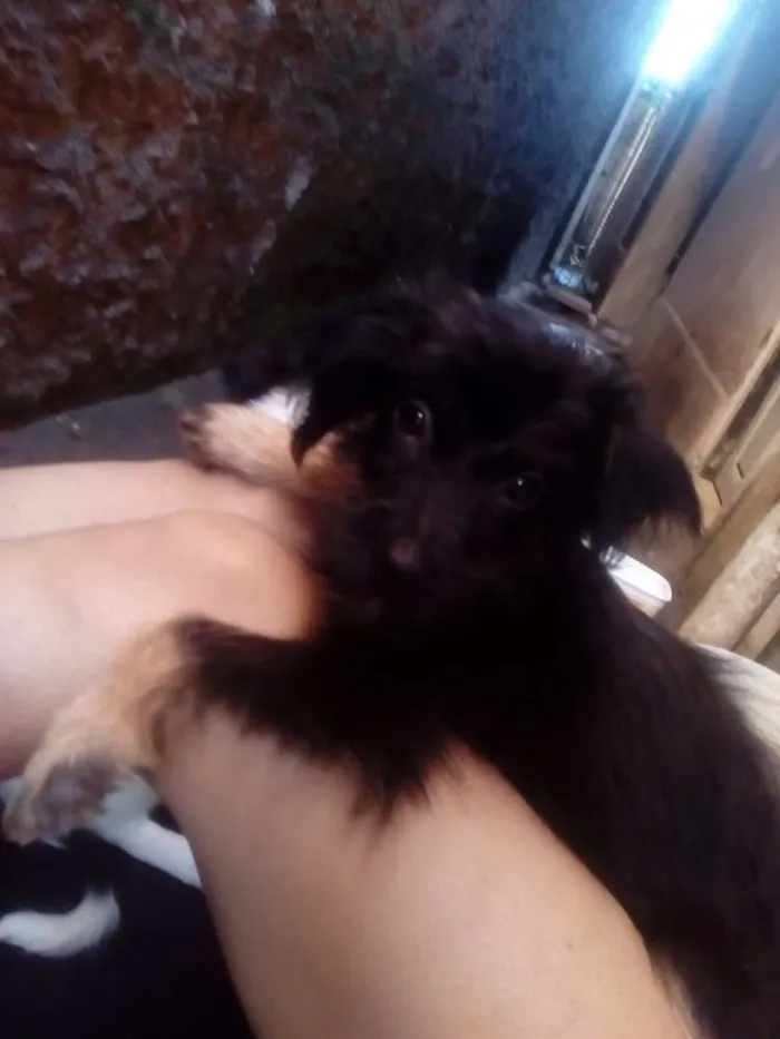 Cachorro ra a Indefinida idade 2 a 6 meses nome Loba 