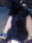 Loba