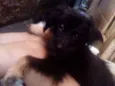 Loba