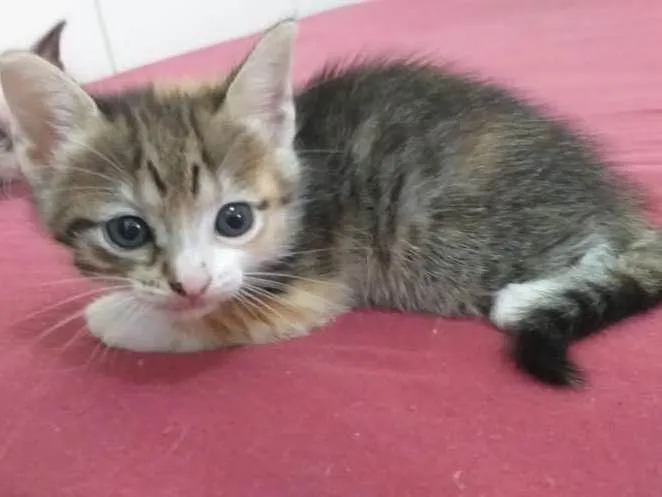 Gato raça Filhote  idade Abaixo de 2 meses nome Sem nome