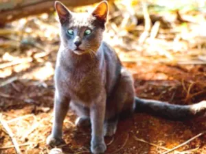 Gato raça SRD  idade 2 anos nome Guido 