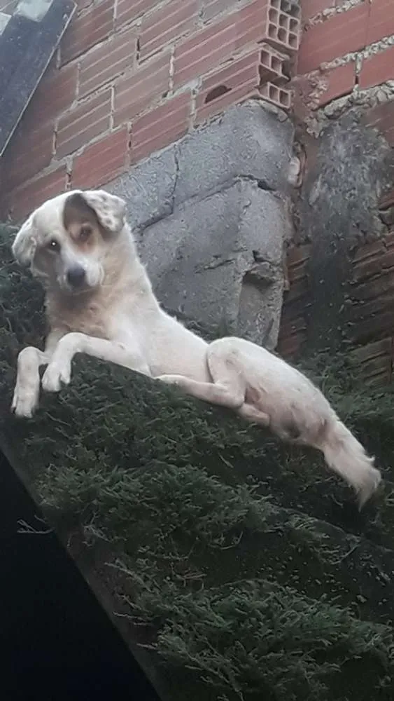 Cachorro ra a Sem raça idade 4 anos nome Thoor e Maia e os fi