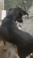 Thoor e Maia e os fi