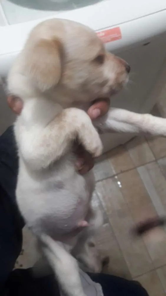 Cachorro ra a Sem raça idade 4 anos nome Thoor e Maia e os fi