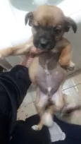 Thoor e Maia e os fi