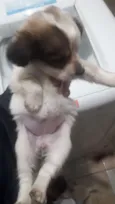Thoor e Maia e os fi