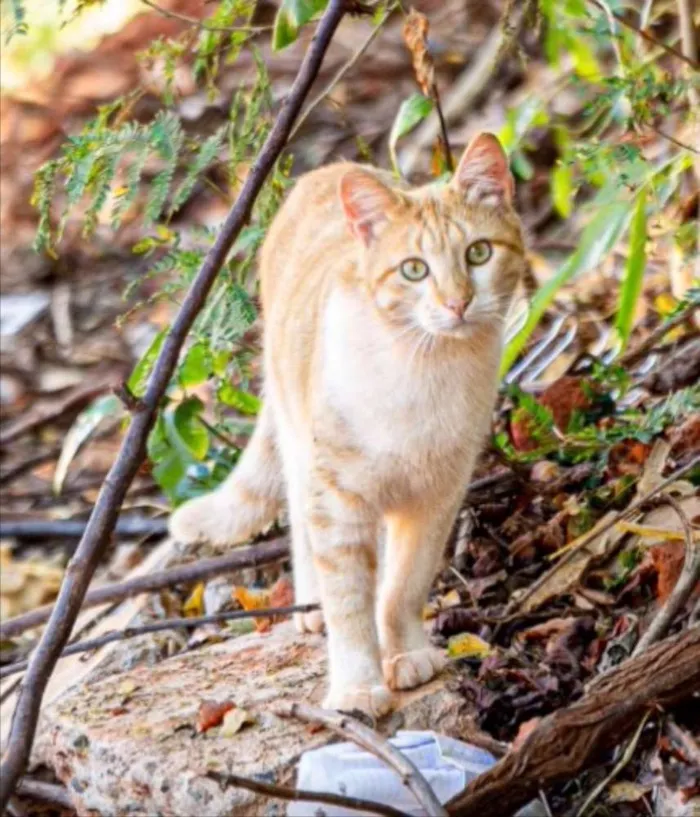 Gato ra a SRD idade 1 ano nome Lelinho 