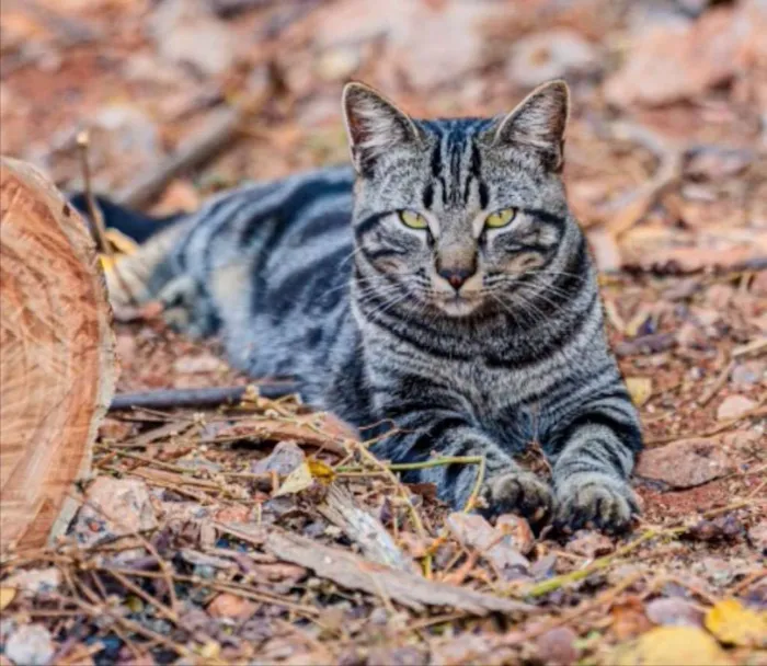 Gato ra a SRD idade 1 ano nome Tigrinho 