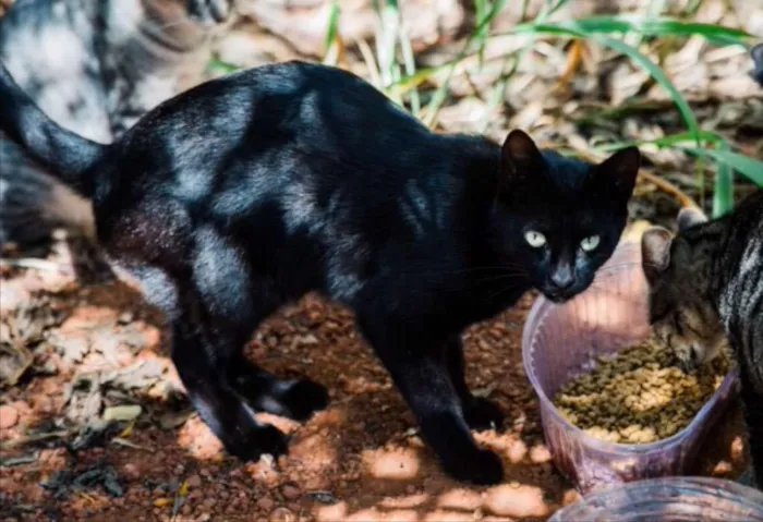 Gato ra a SRD idade 1 ano nome Pretinho 