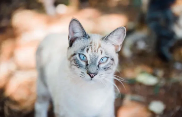 Gato ra a SRD idade 1 ano nome Teinho 