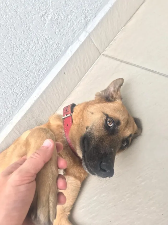 Cachorro ra a Srd  idade 1 ano nome Nina 