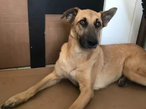 Cachorro raça Srd  idade 1 ano nome Nina 