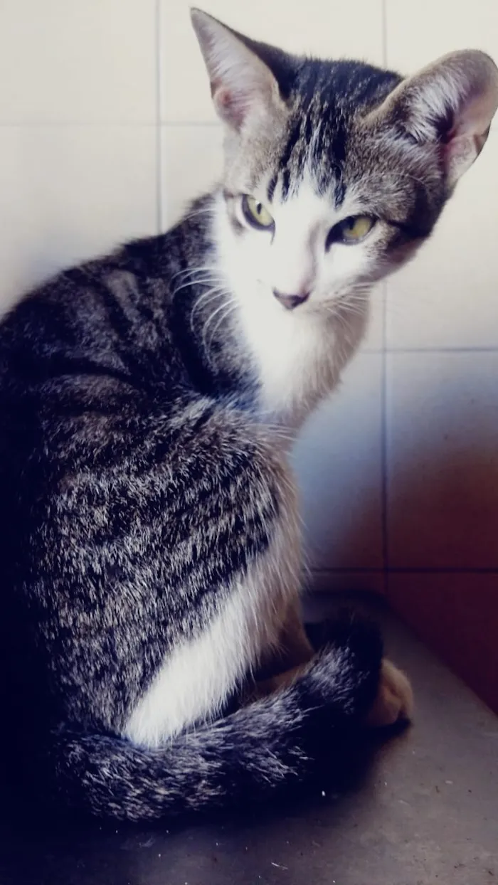 Gato ra a  idade 2 a 6 meses nome Tom , Thor , 