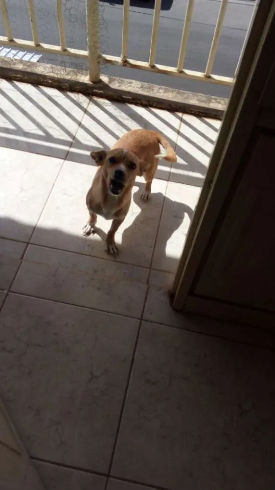 Cachorro ra a Não Definida idade 1 ano nome Paçoca