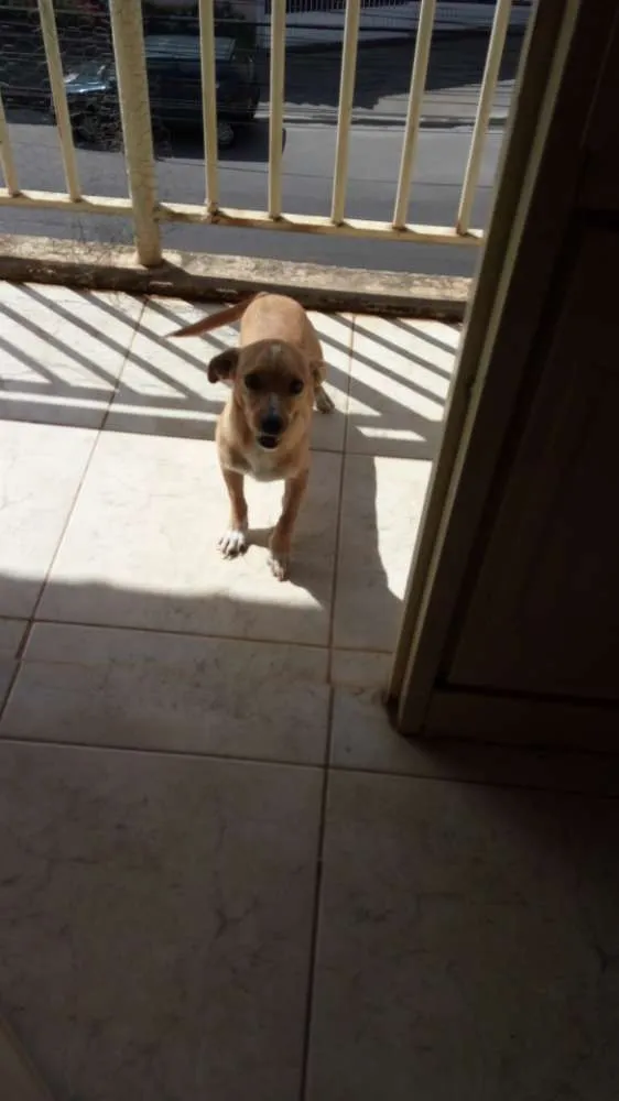 Cachorro ra a Não Definida idade 1 ano nome Paçoca