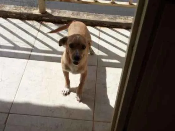 Cachorro ra a Não Definida idade 1 ano nome Paçoca