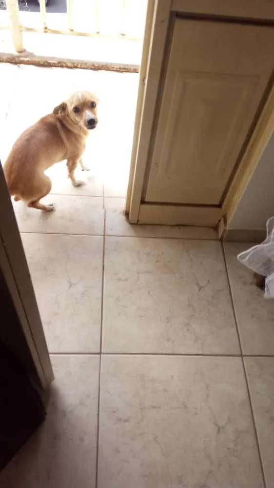 Cachorro ra a Não Definida idade 1 ano nome Paçoca
