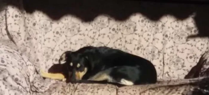 Cachorro ra a não definida idade 7 a 11 meses nome Léia