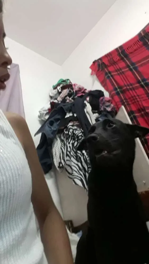 Cachorro raça Show show com vira lata  idade 1 ano nome Pérola 