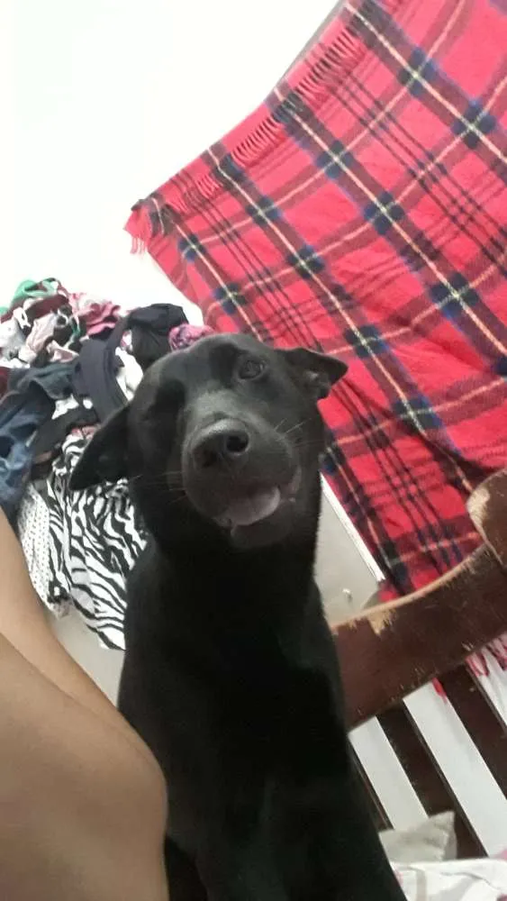 Cachorro raça Show show com vira lata  idade 1 ano nome Pérola 